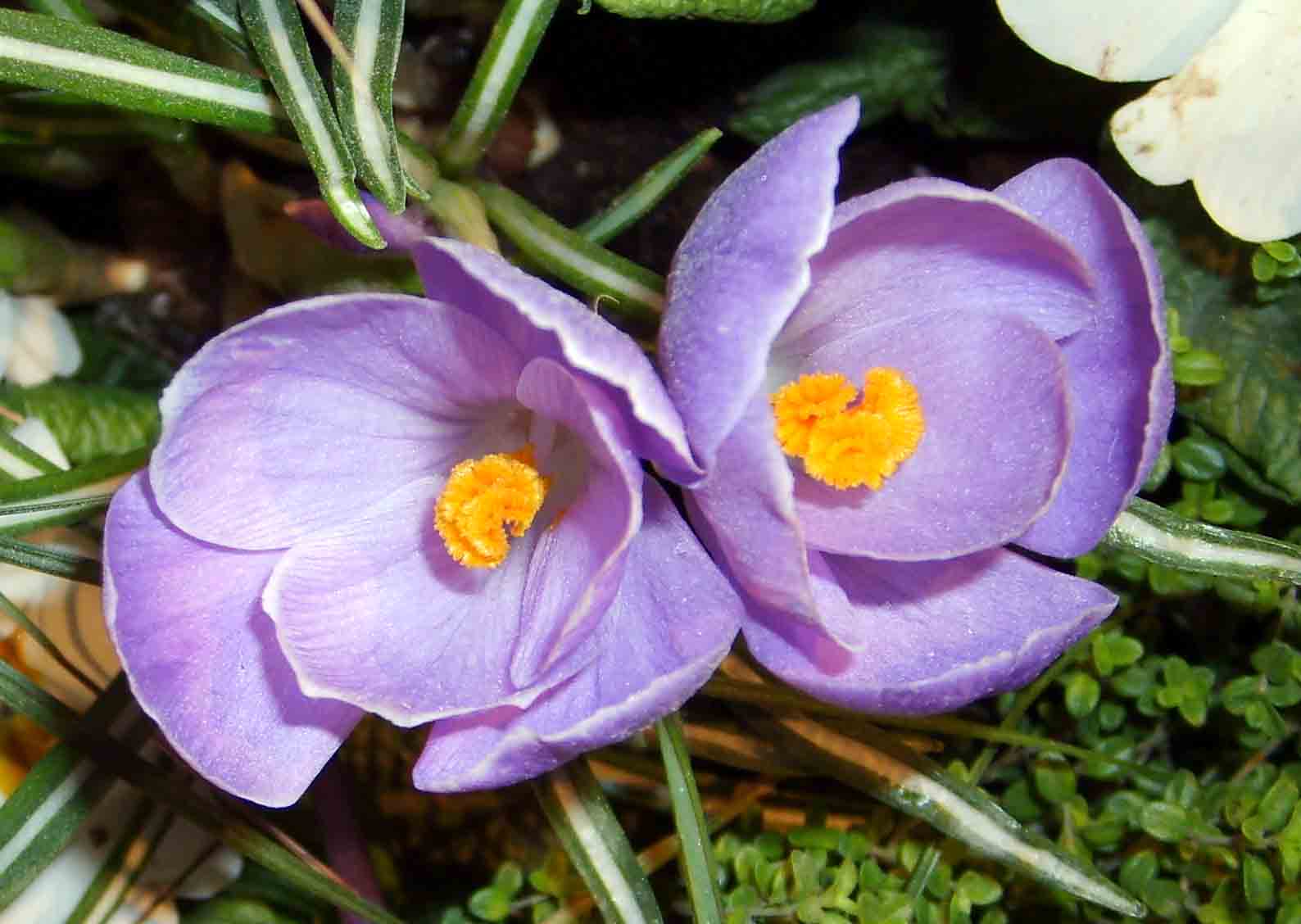 Crocus Flowers