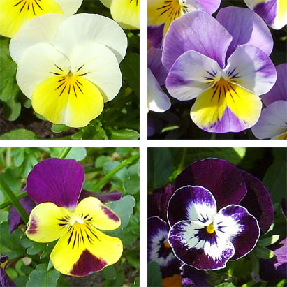 Pansy Flowers