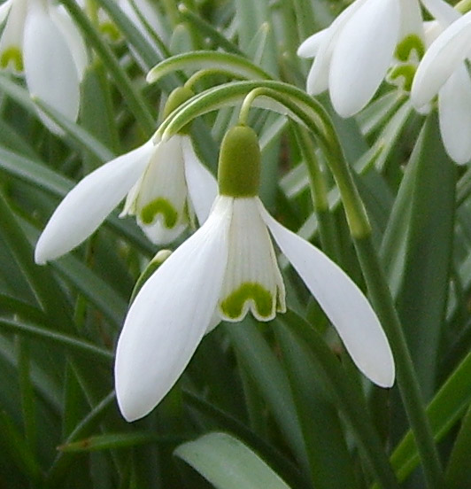 Snowdrop Flower