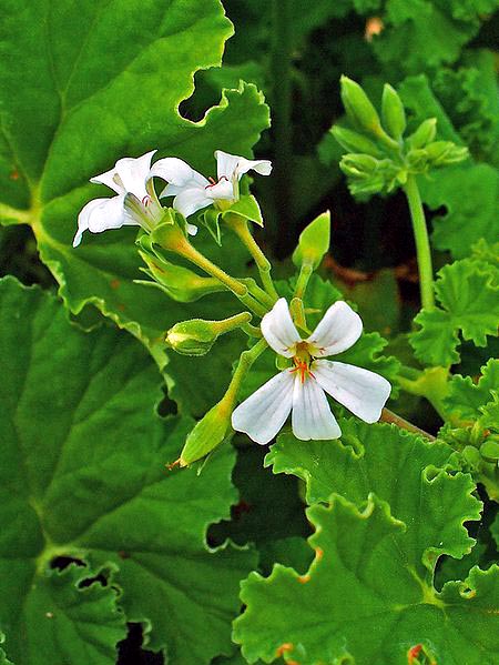 pelargonium odoratissimum belongs to the scented geraniums and is also called apple geranium