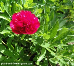 peony bush with a showy peony flower