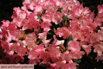 pink rhododendron flower in a rhododendron garden