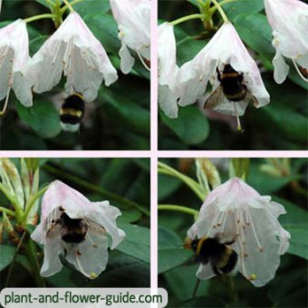 rhododendron flower with bumblebee