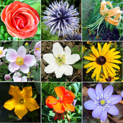 different types of flowers