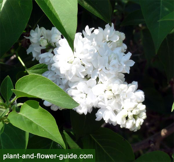 white lilacs have beautiful lilac flowers